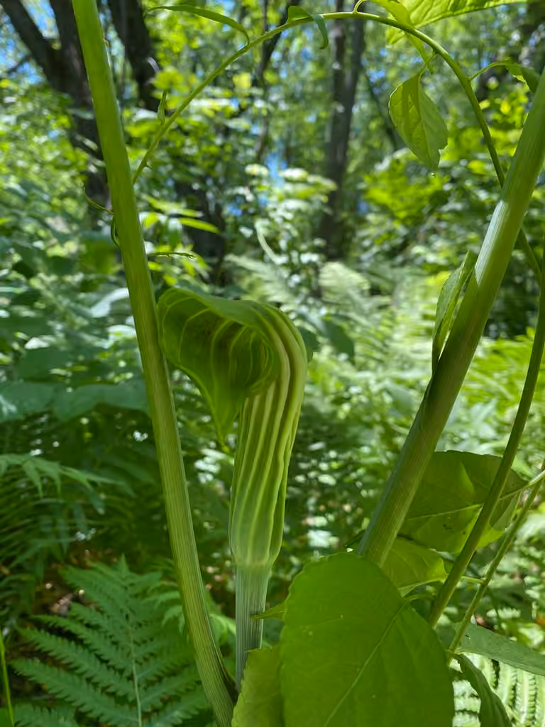Arisème de Stewardson, En boutons