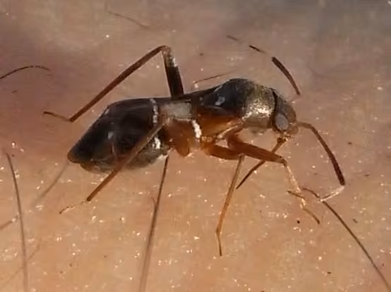 Plant bug, photo 1 sur 5