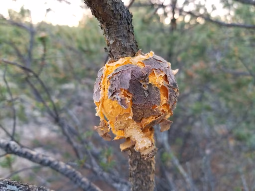 Pine-pine Gall Rust