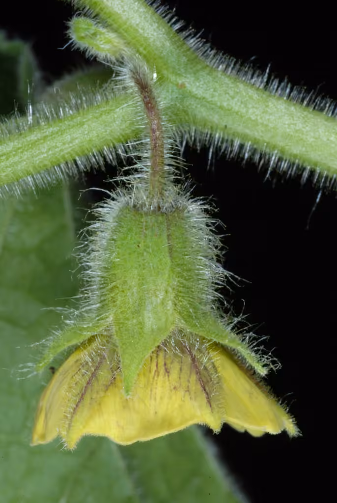 Clammy groundcherry, In fruit