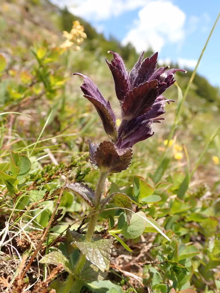Bartsie alpine, En fleurs
