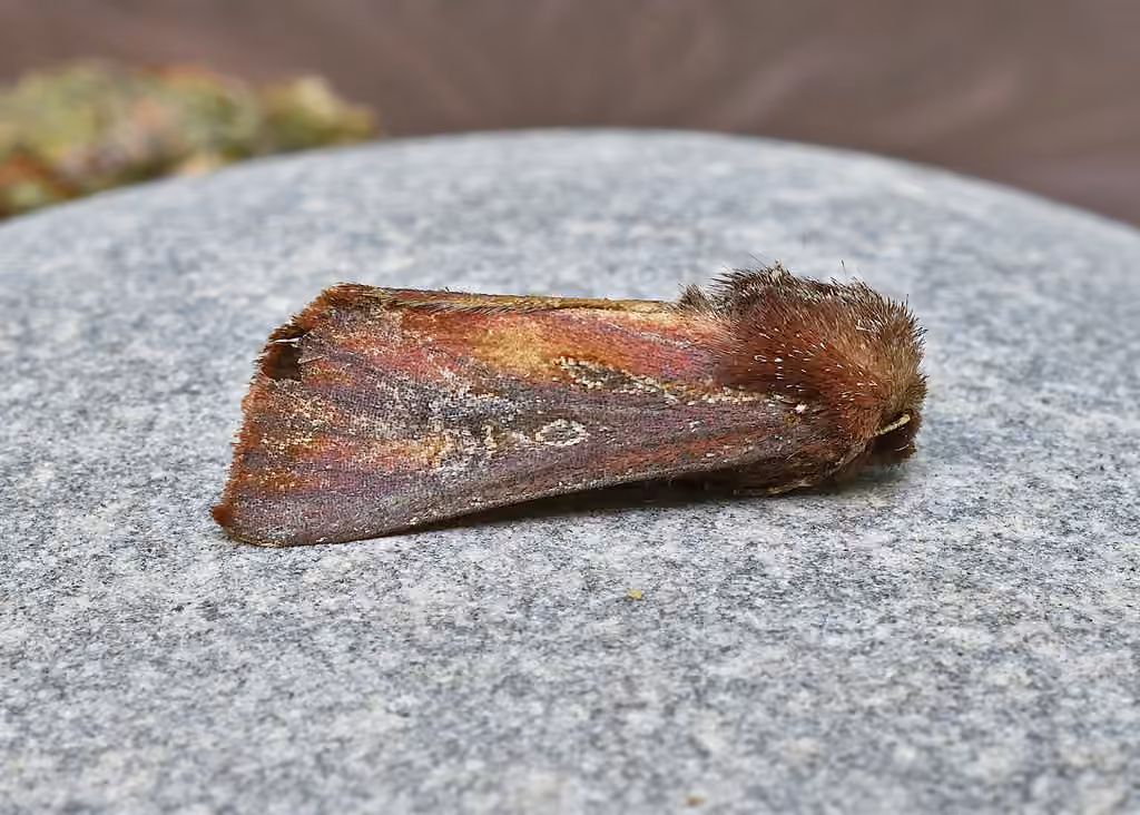 Chenille zebrée, photo 3 sur 5