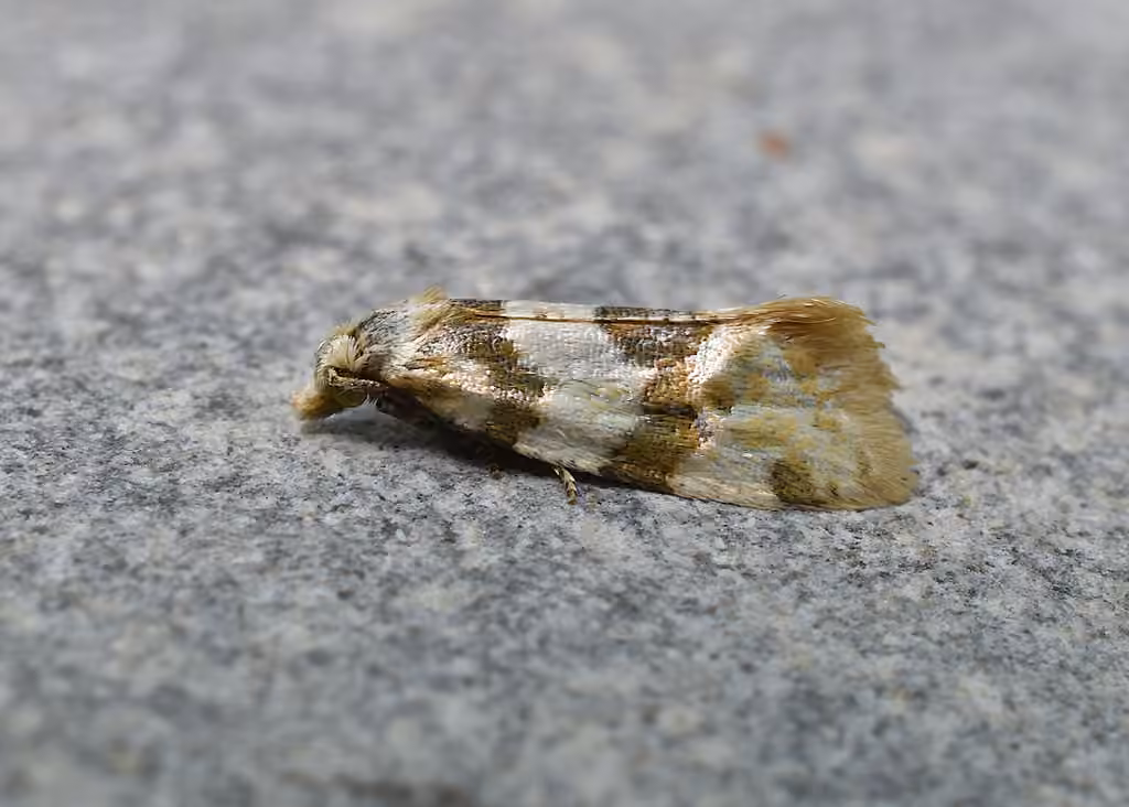 Silver-bordered Aethes, photo 1 sur 5