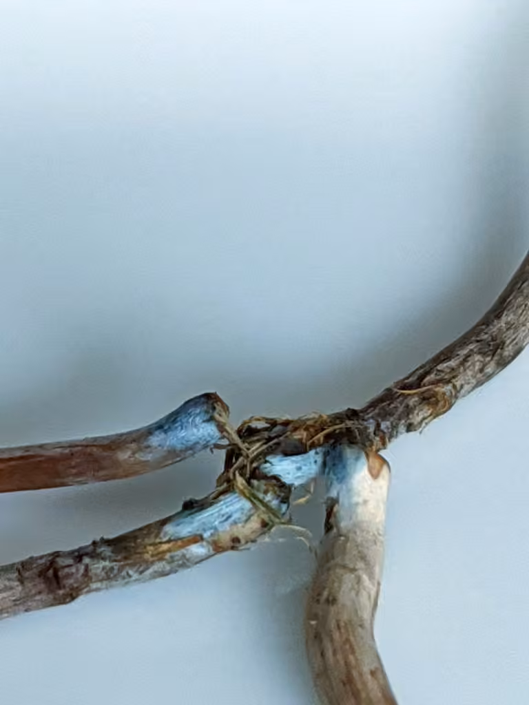 Banded Mottlegill, photo 3 sur 5