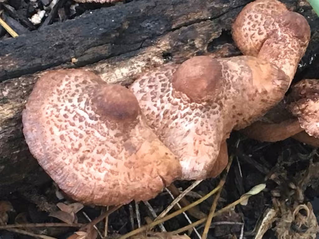 Reddening Lepiota, photo 2 of 5
