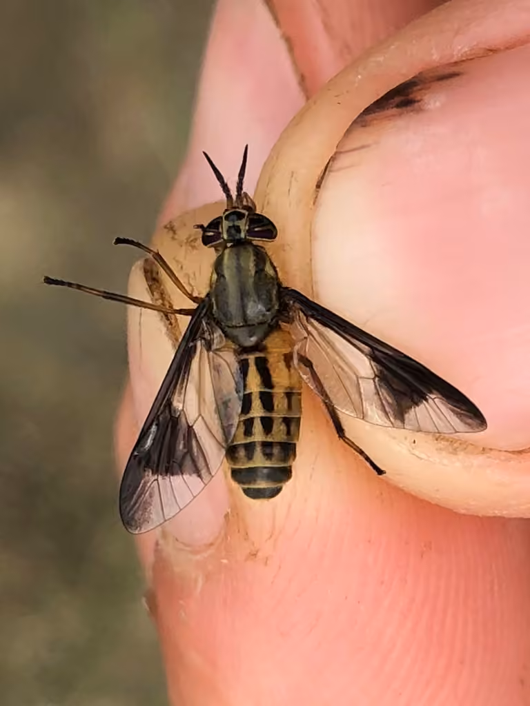 Wandering Deer Fly, Female