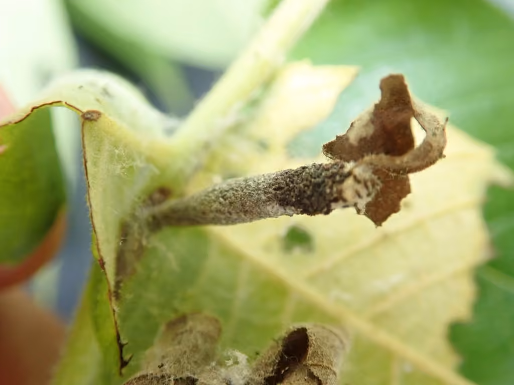 Pyrale du noyer, Chenille