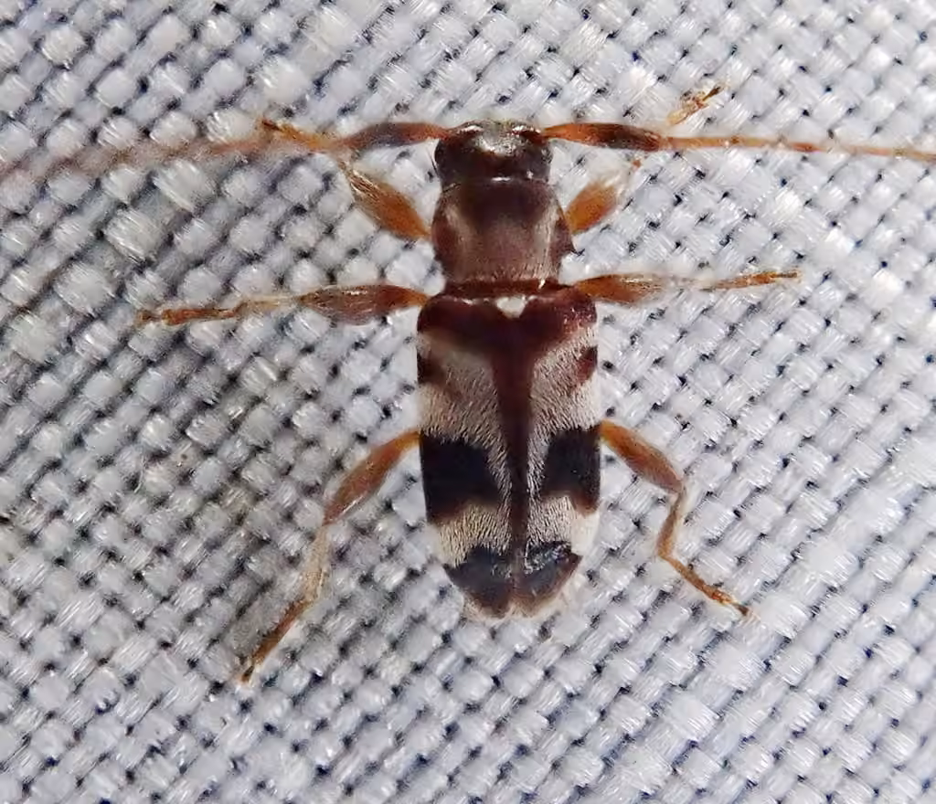 Longicorne élégant, photo 2 sur 5