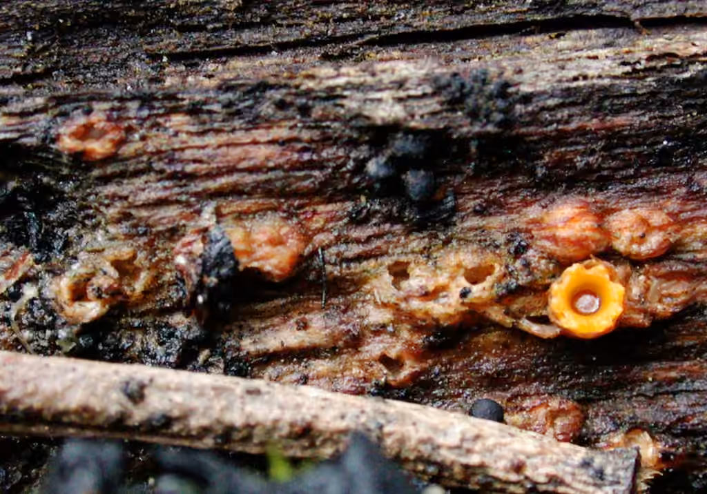 Spherobole en étoile, photo 3 sur 5