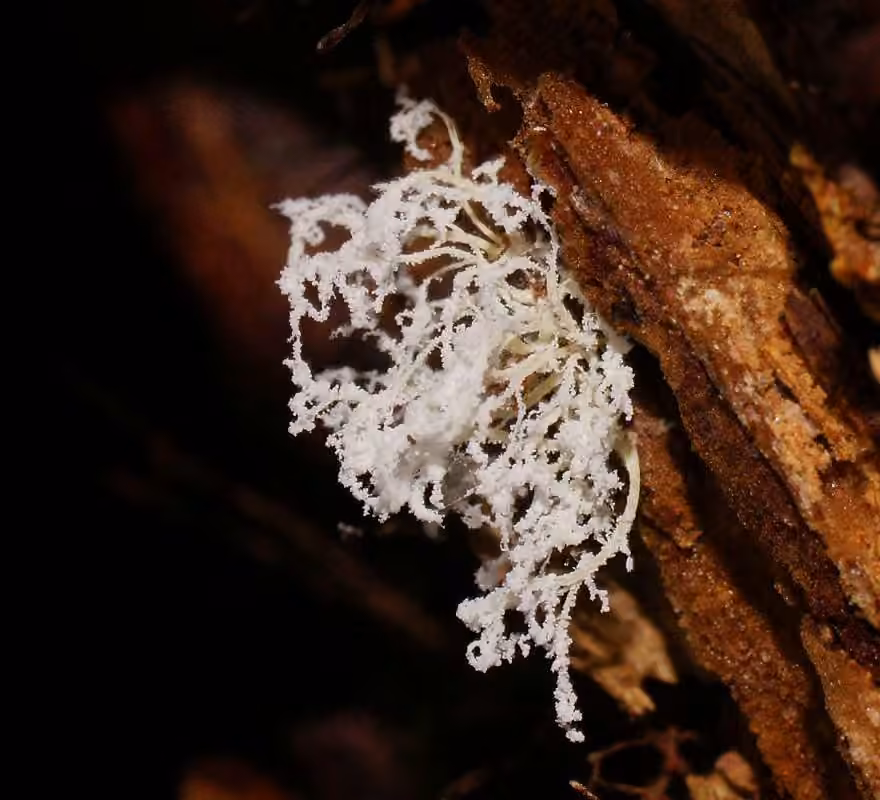 Cordyceps tenuipes, photo 2 sur 5