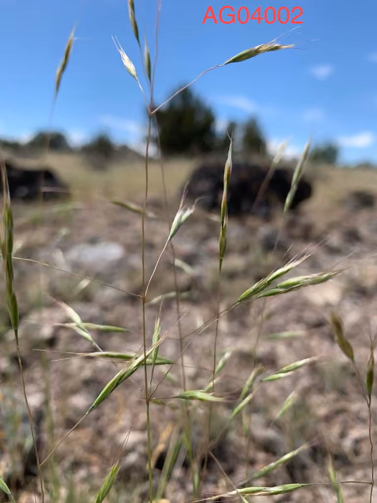 North Africa grass, photo 1 of 5