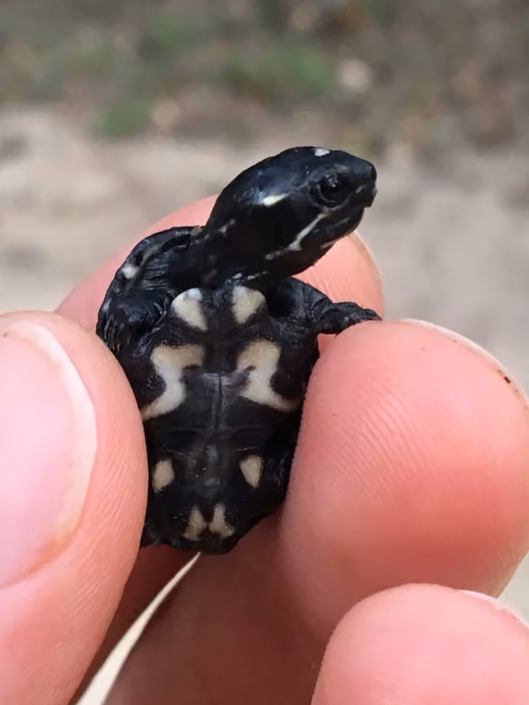 Tortue musquée, Juvénile