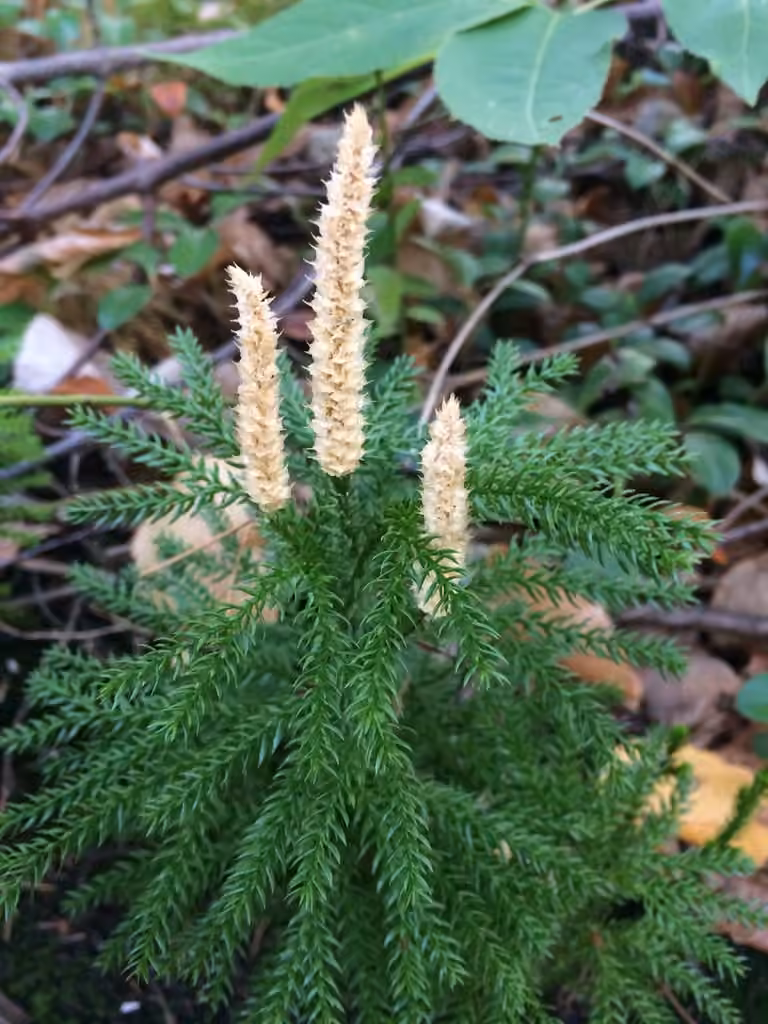 Lycopode dendroïde