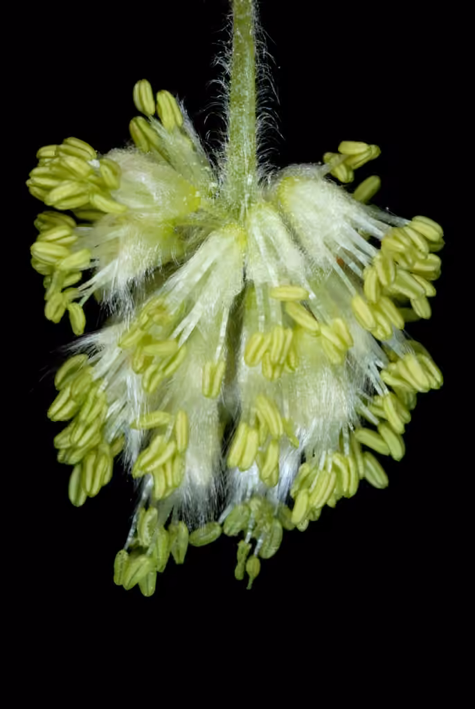 Hêtre à grandes feuilles, En fleurs