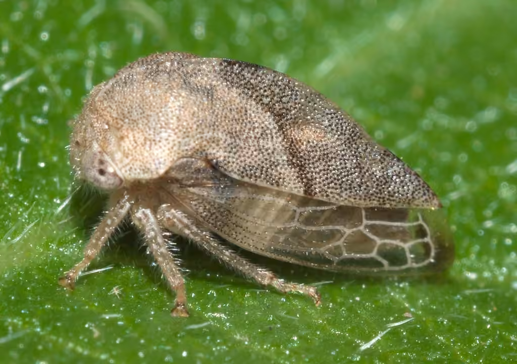 Cyrtolobus griseus, photo 1 of 5