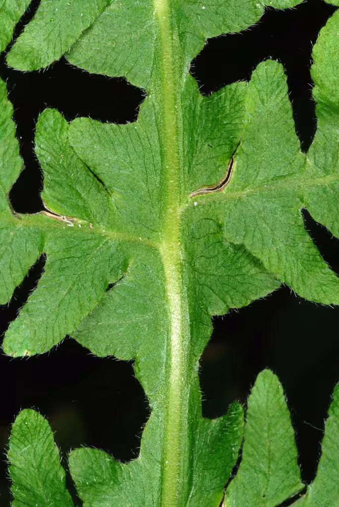 Phégoptère à hexagones, photo 3 sur 5