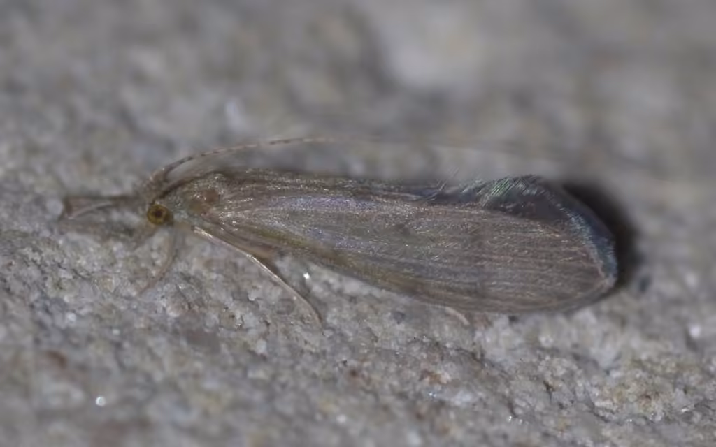 Leptocère ocré, photo 2 sur 5