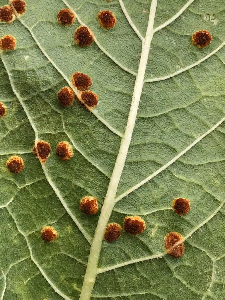 Hollyhock Rust, photo 3 of 5