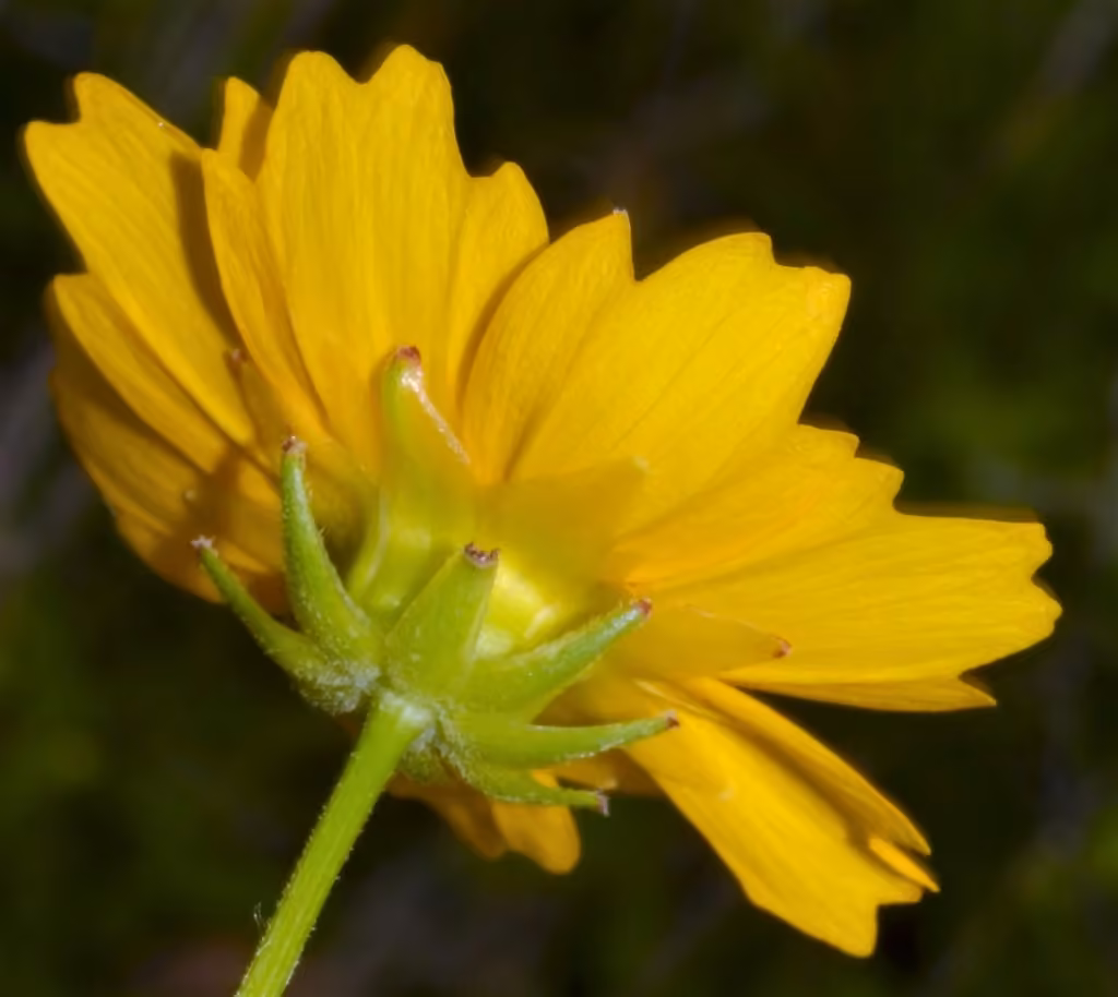 Largeflower tickseed