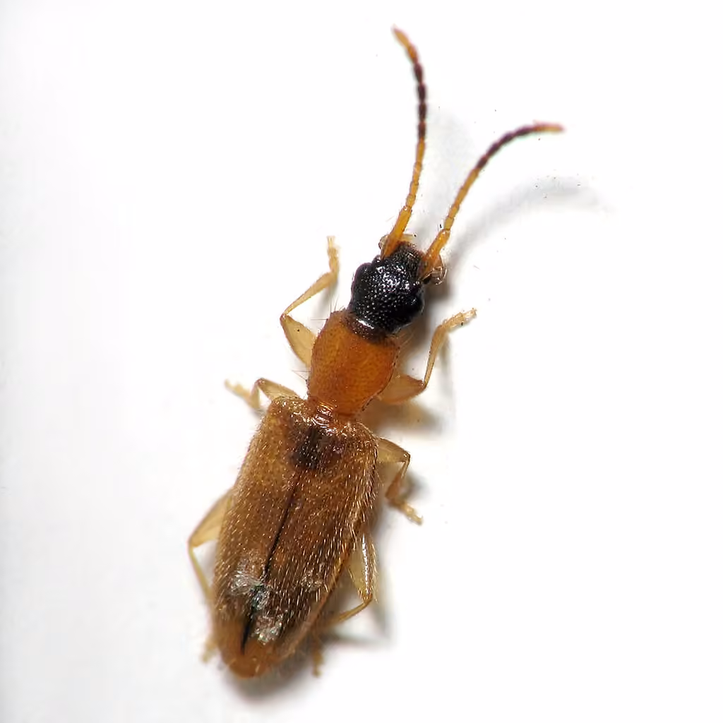 Black-headed Silvanid Beetle, photo 2 of 5