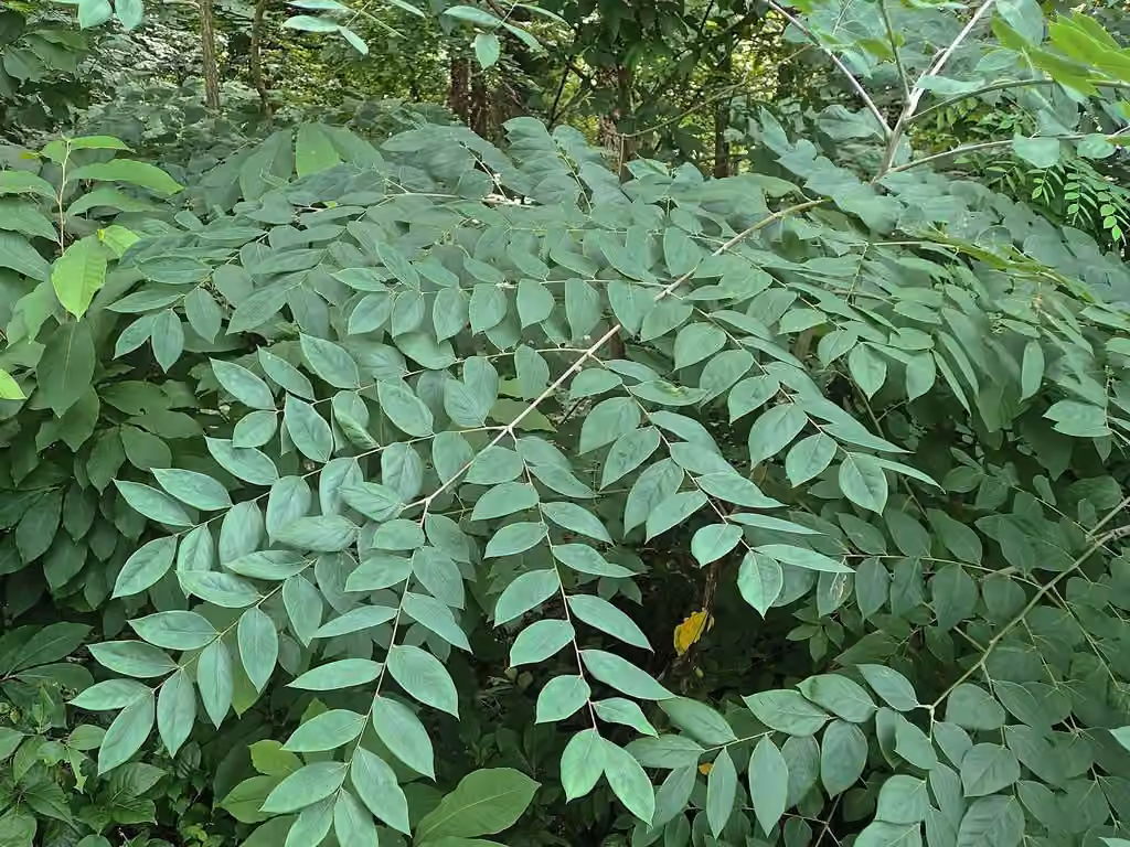 Kentucky coffeetree, photo 3 of 5
