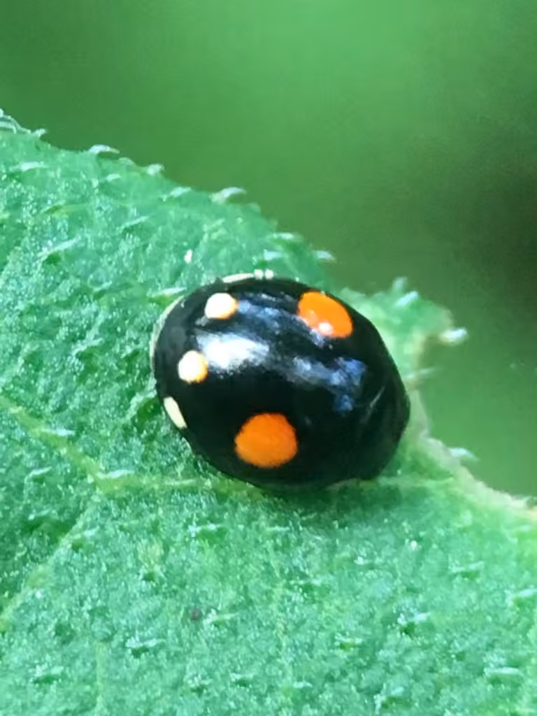 Coccinelle éprouvée, photo 2 sur 5