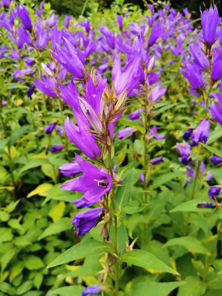 Giant bellflower, photo 1 of 5