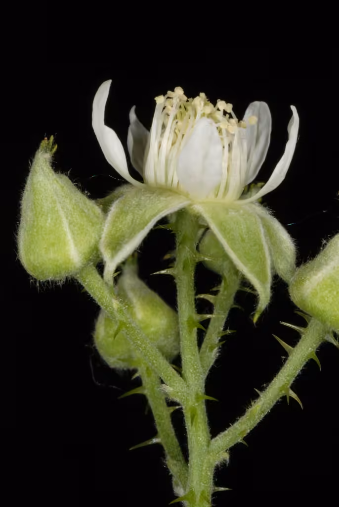 Framboisier noir, En fleurs