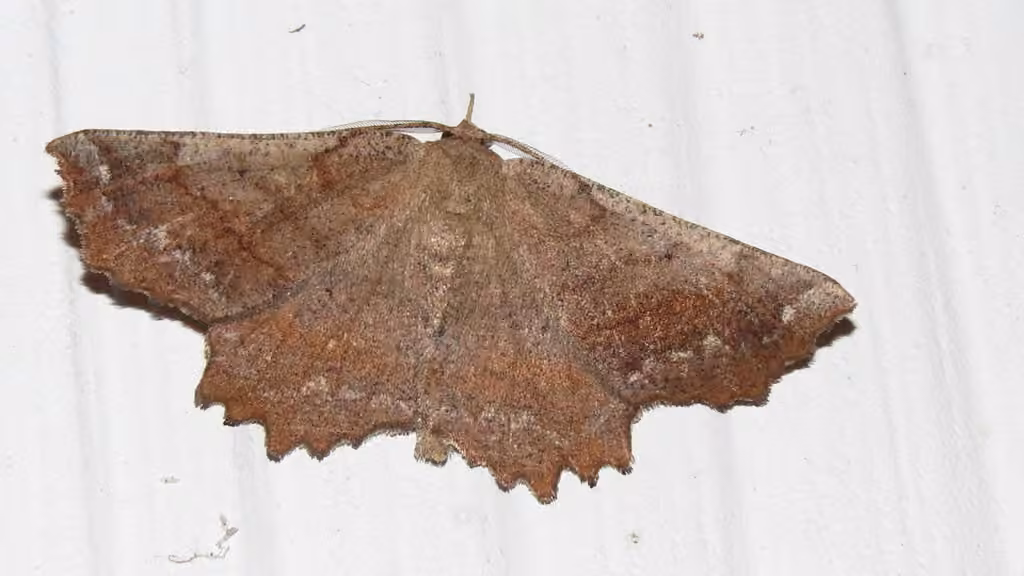 Effective Euchlaena Moth, Adult