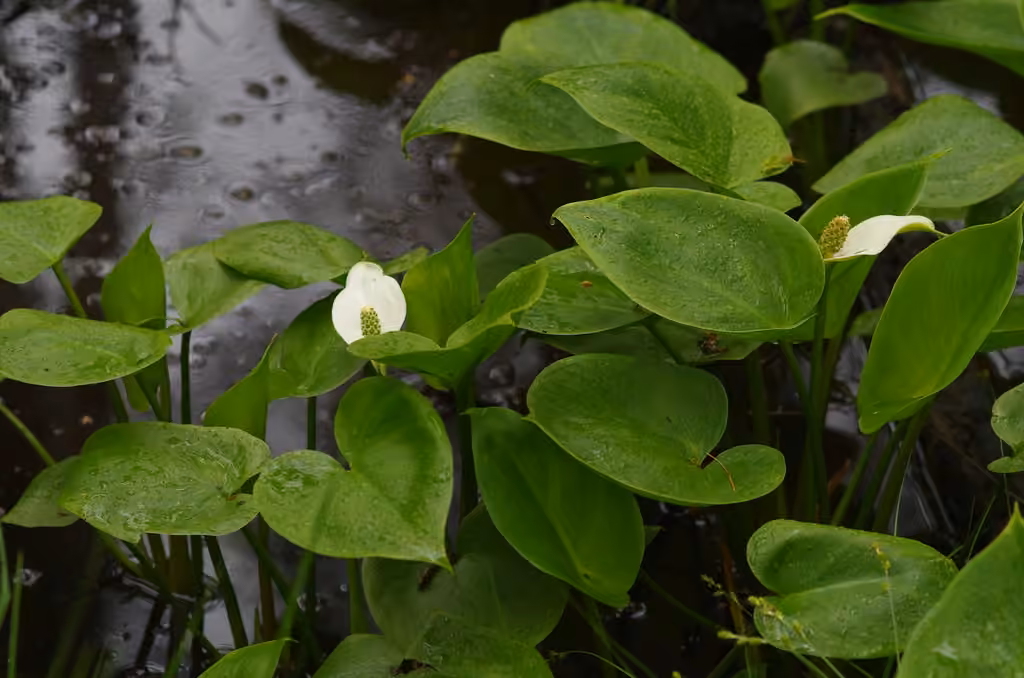 Water arum, In fruit