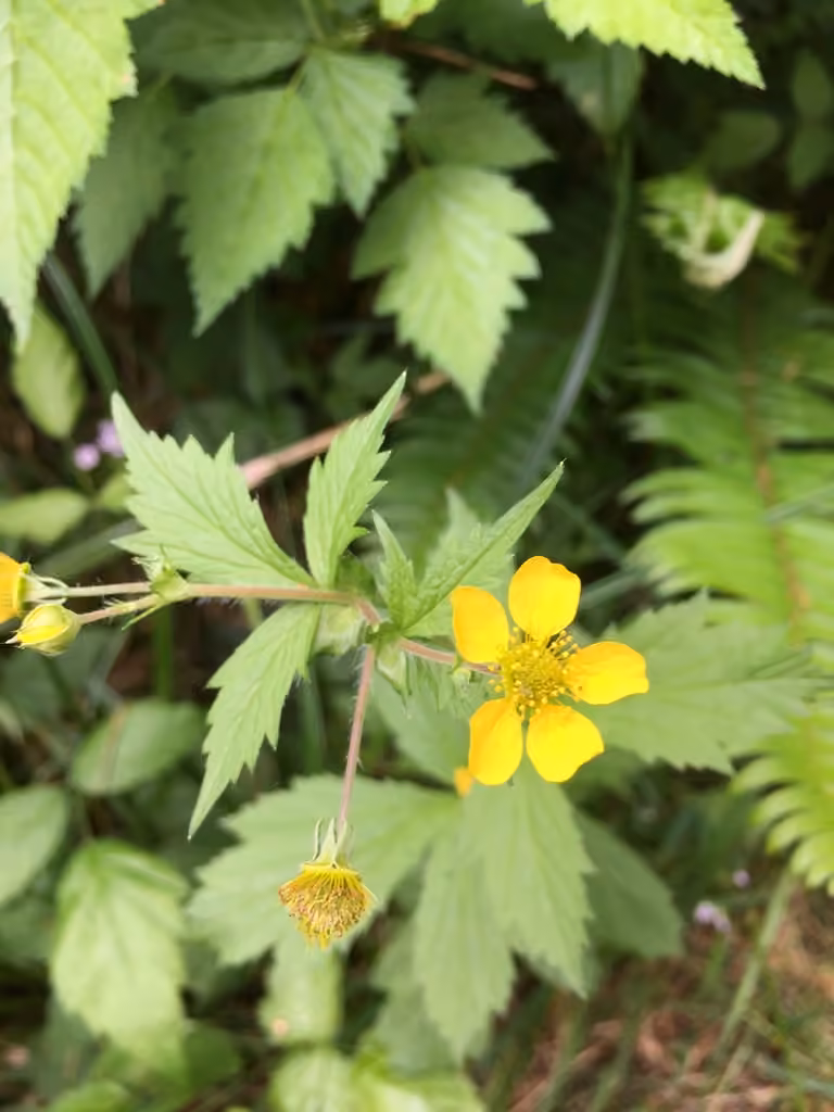 Benoîte à grandes feuilles, En fleurs