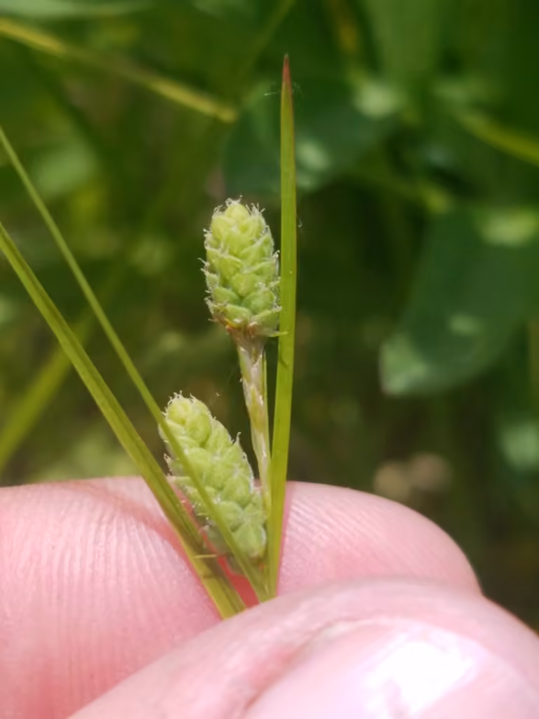 Swan's sedge, photo 3 of 5