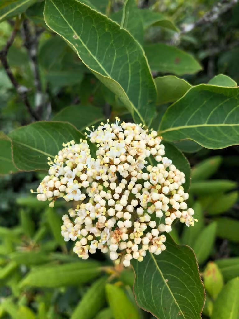 Viorne cassinoïde, En fleurs