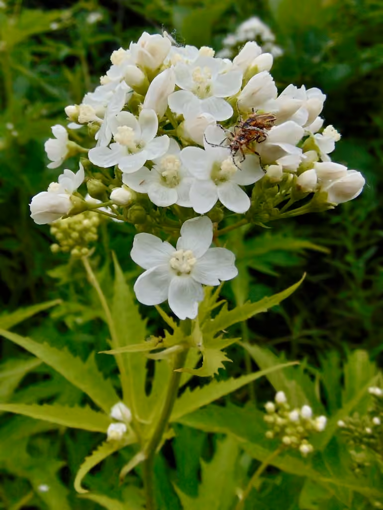 Glade mallow, photo 1 sur 5
