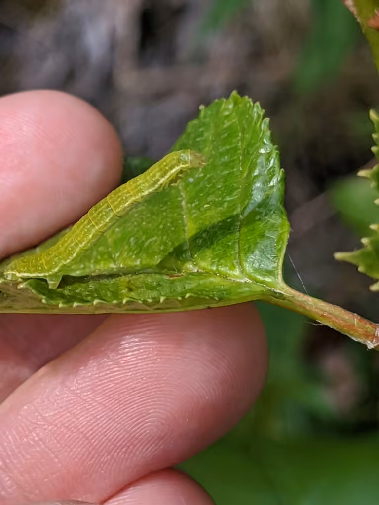Epirrite automnale, Chenille