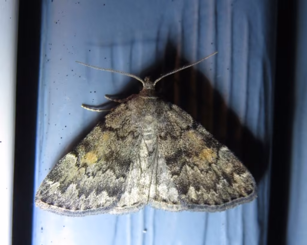 Pale-winged Idia Moth, Adulte