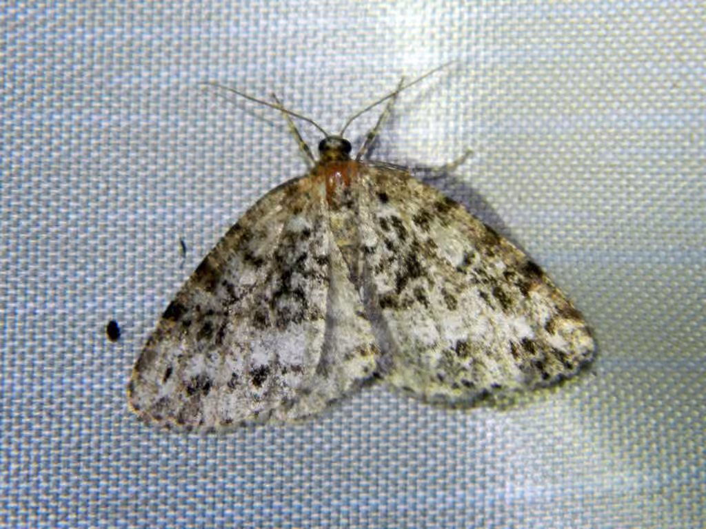 Orthofidonia exornata, Adulte