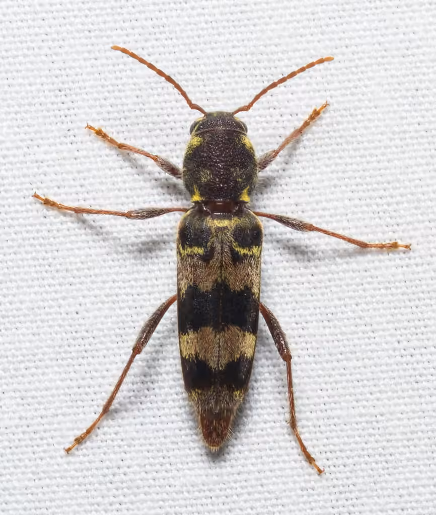 Rustic Borer