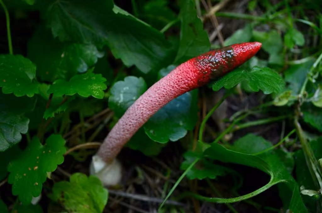 Red Stinkhorn, photo 2 of 5