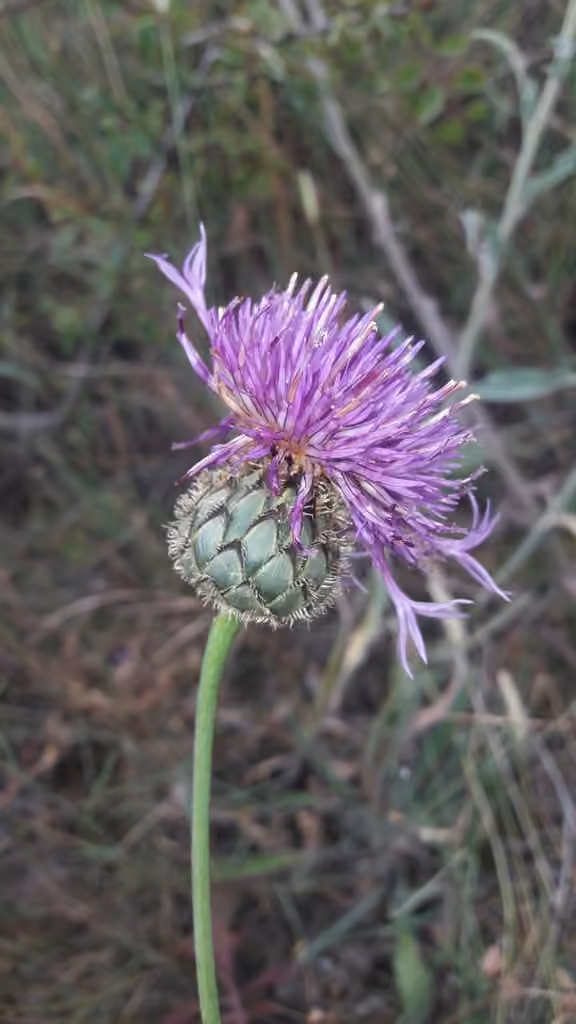Greater knapweed, photo 3 of 5