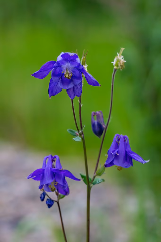 Ancolie vulgaire, En fleurs