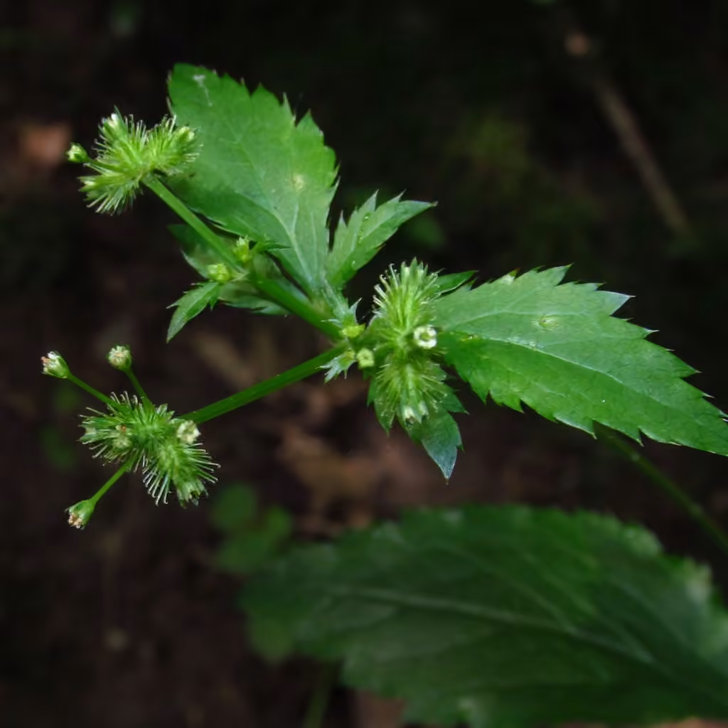 Largefruit blacksnakeroot