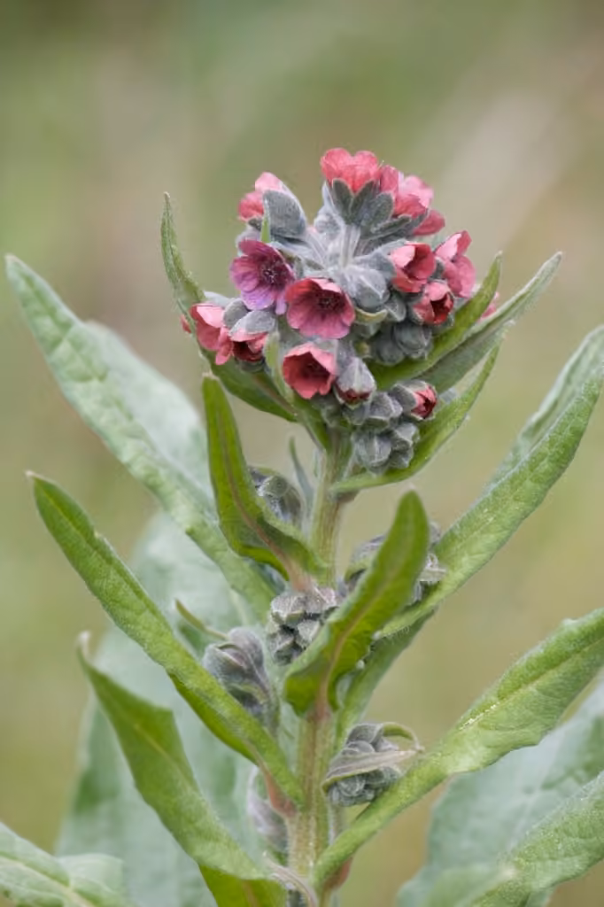 Cynoglosse officinale