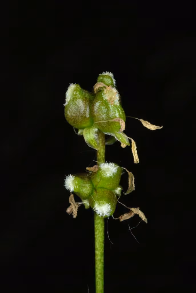 Scheuchzérie des marais, En fleurs