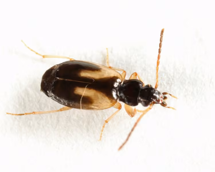 Yellow-zoned harp ground beetle, photo 1 of 5