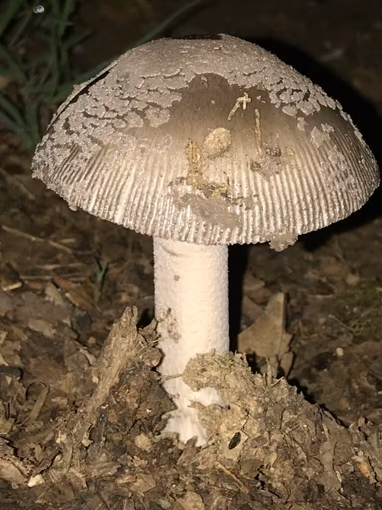 Amanite à pied déguenillé, photo 2 sur 5