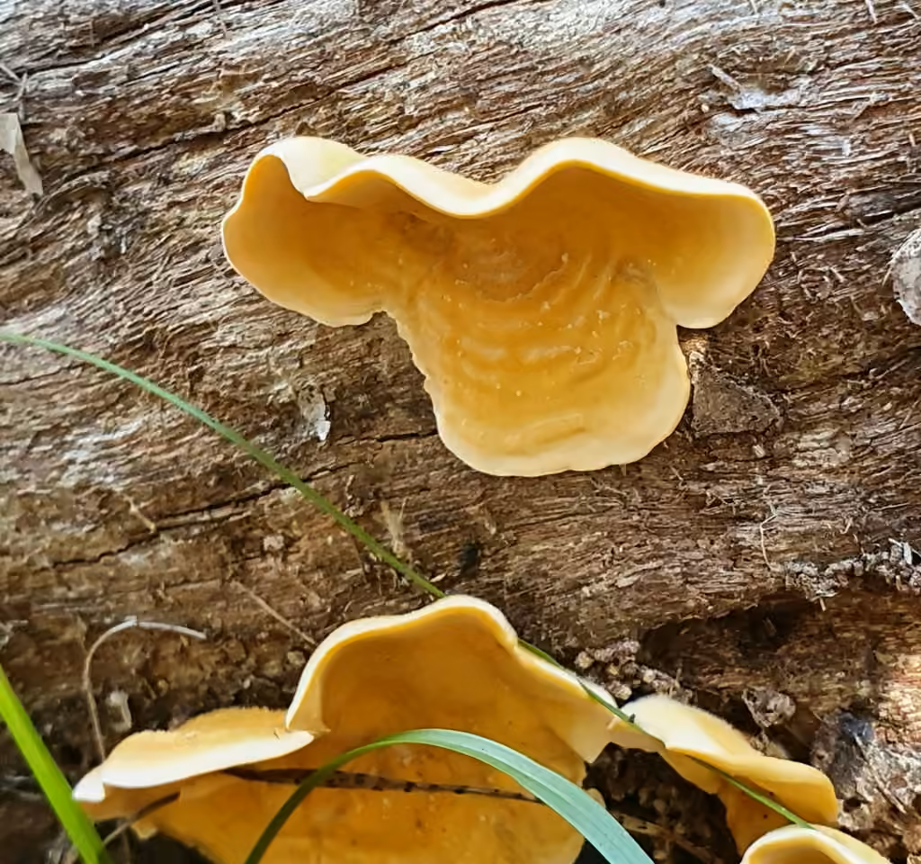 Stérée hirsute, photo 3 sur 5
