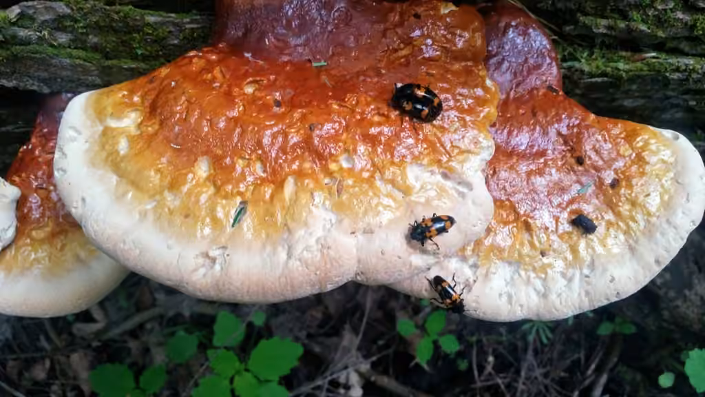 Ganoderme de la pruche, photo 3 sur 5