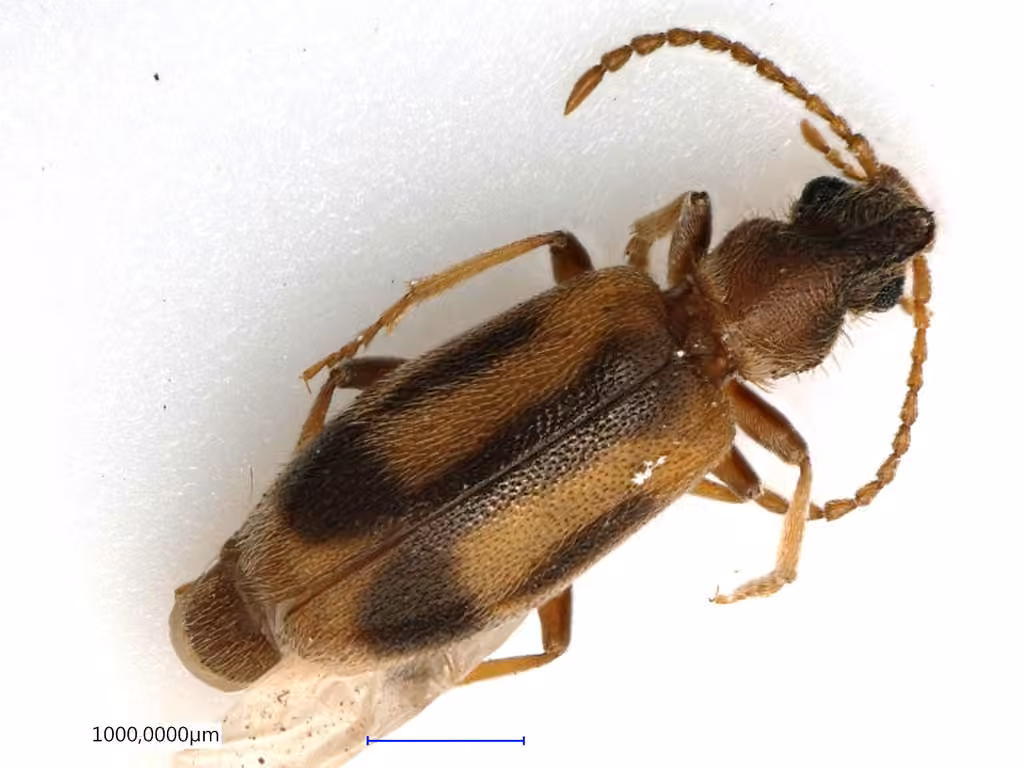 Grappling Antlike Flower Beetle, photo 3 of 5