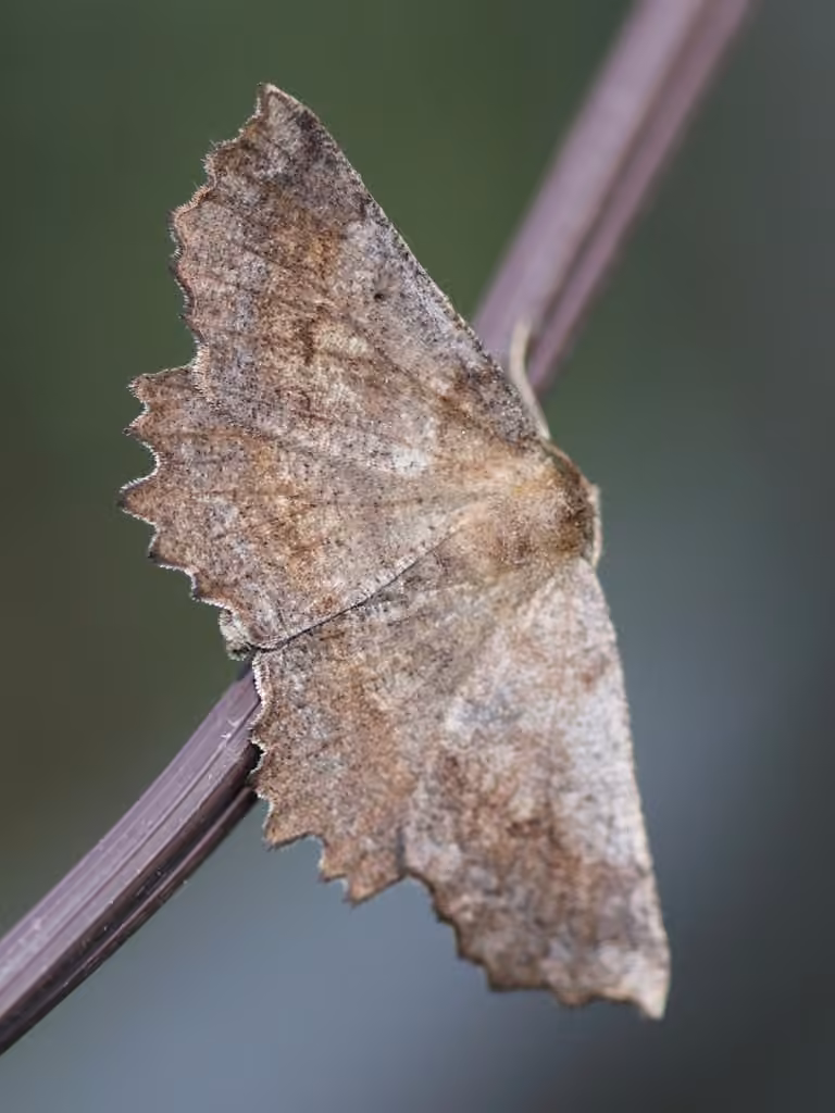 Effective Euchlaena Moth, Adult